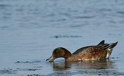 Canard siffleur