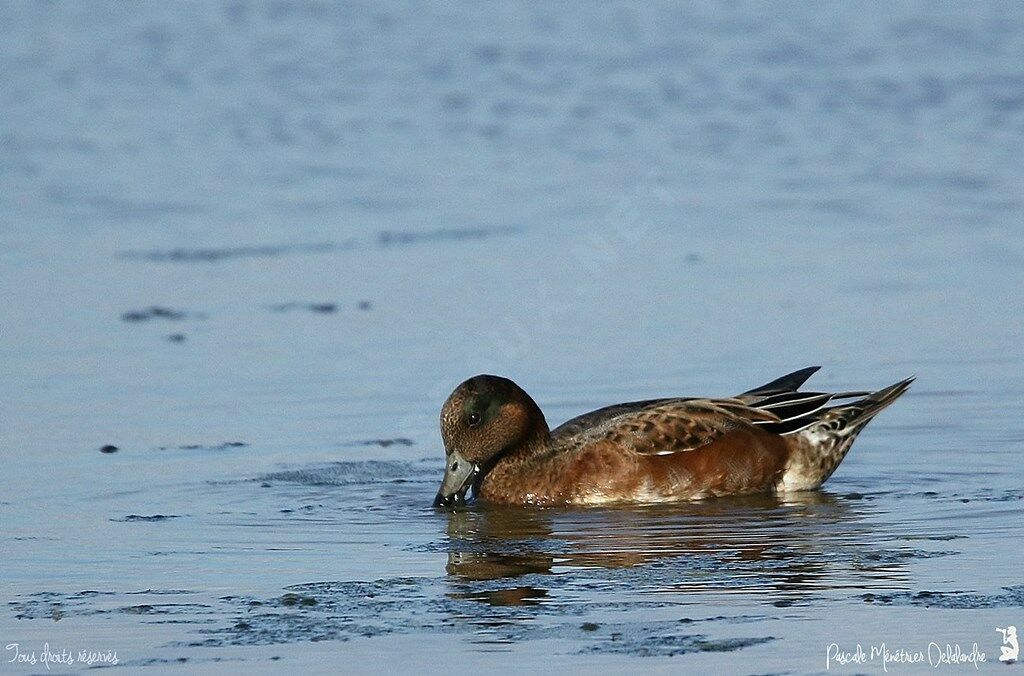 Canard siffleur