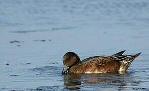 Eurasian Wigeon