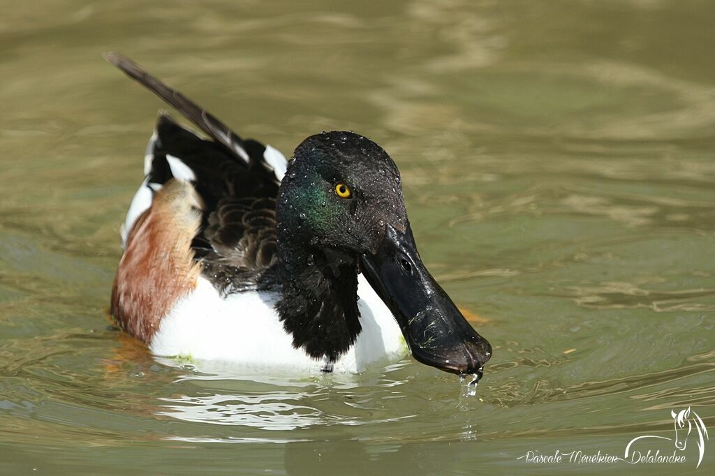 Canard souchet mâle