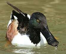 Northern Shoveler