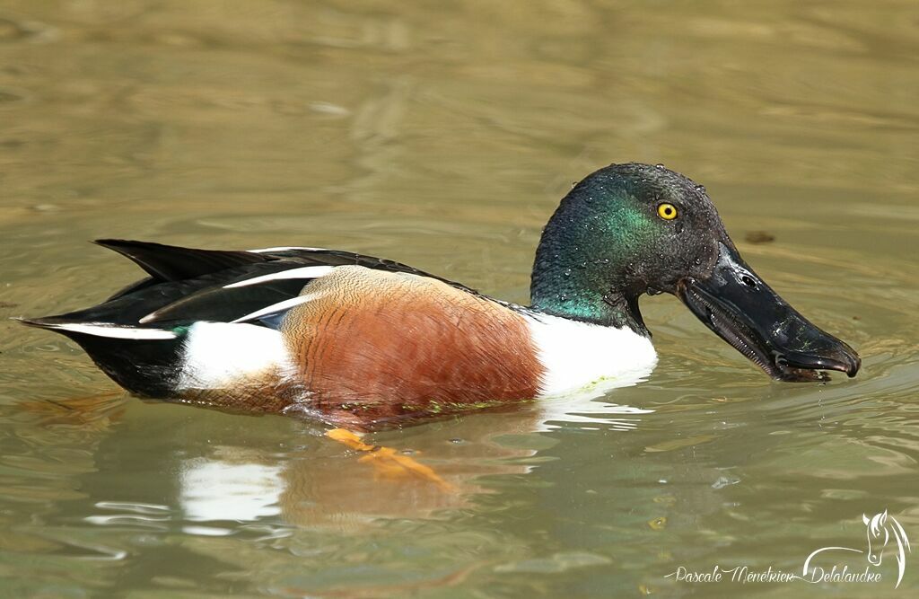 Canard souchet