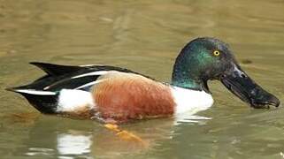 Northern Shoveler