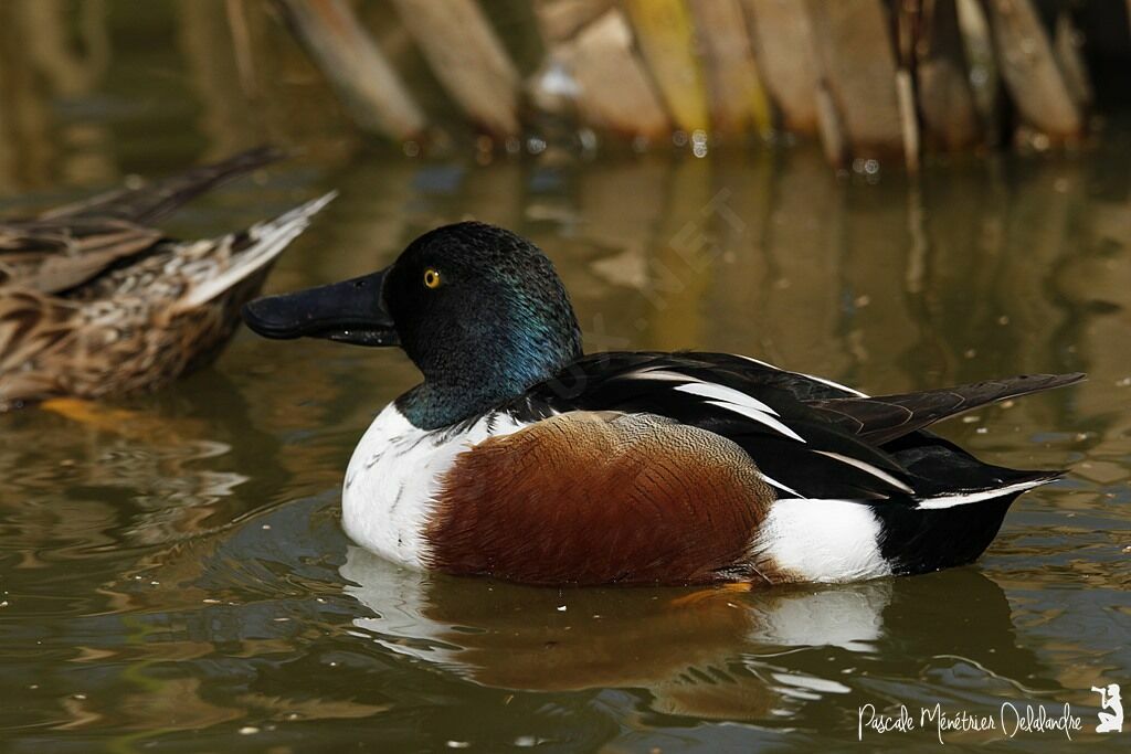 Northern Shoveler