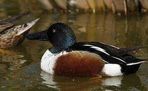 Northern Shoveler