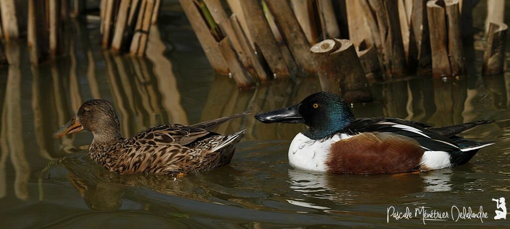 Canard souchet