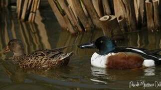 Northern Shoveler