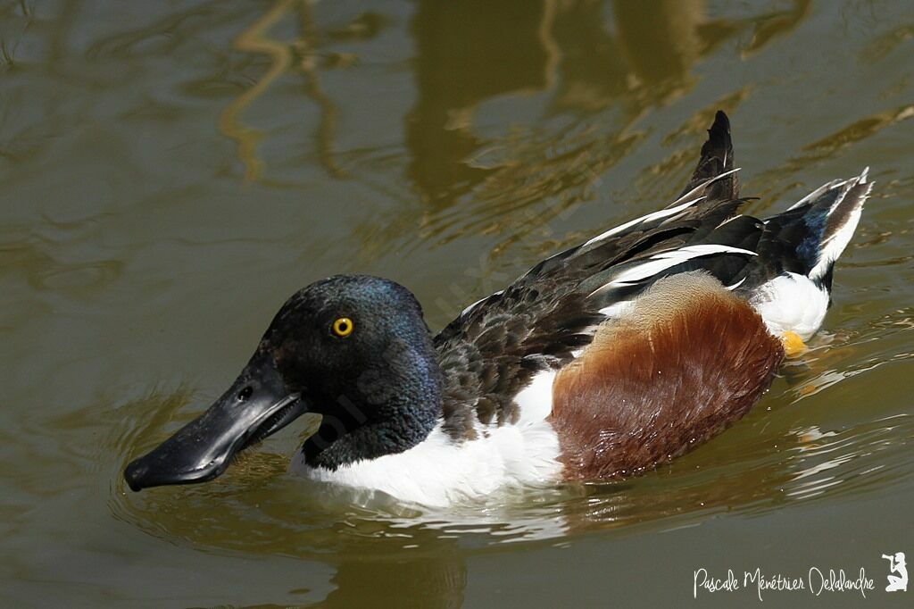 Canard souchet