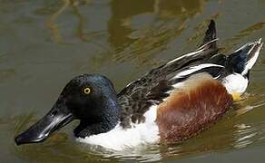 Northern Shoveler