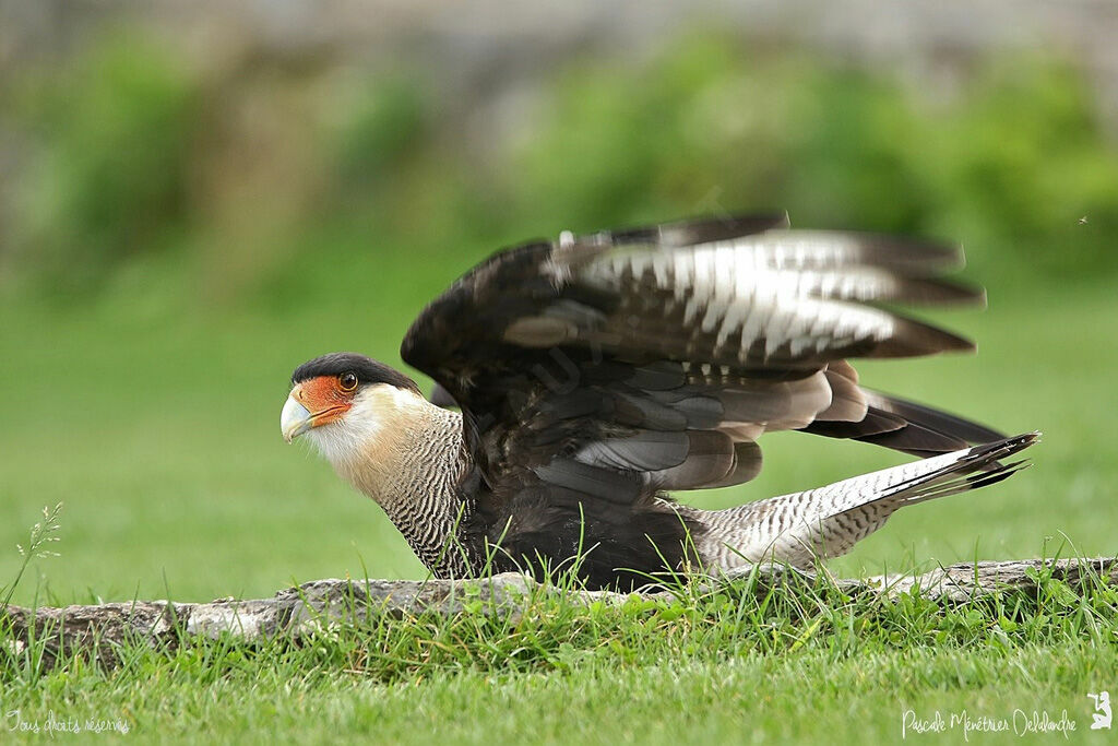 Southern Crested Caracara