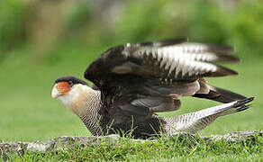 Crested Caracara