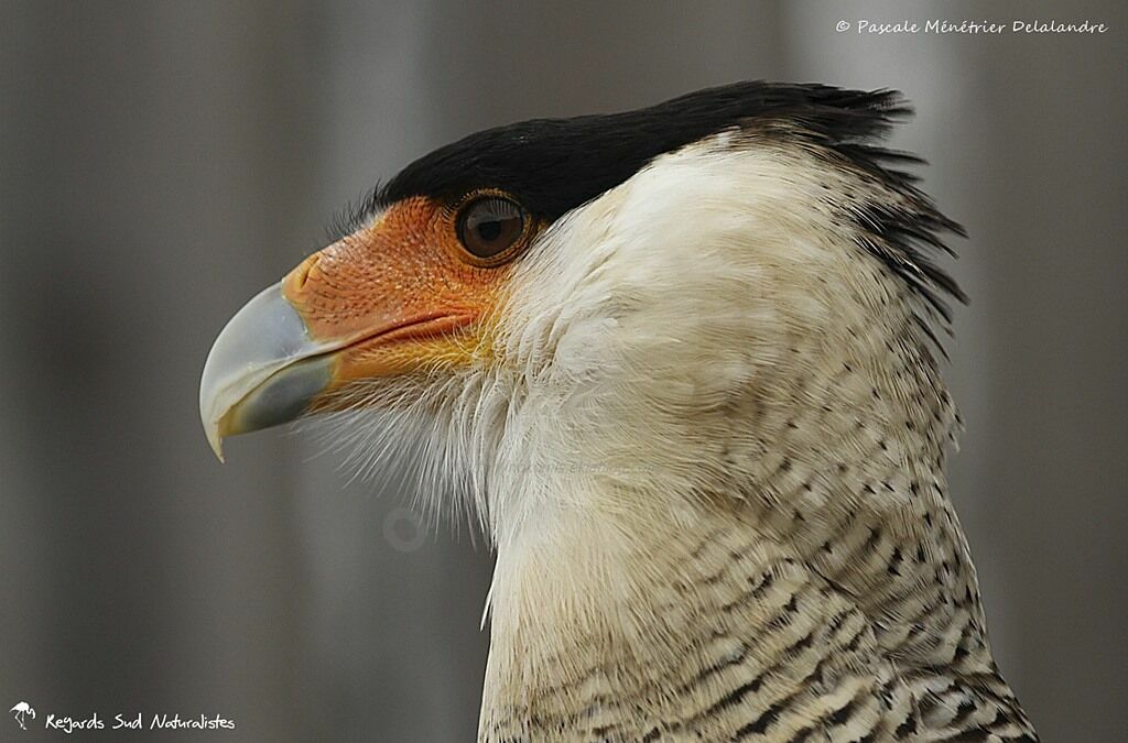 Caracara huppé