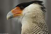 Caracara huppé