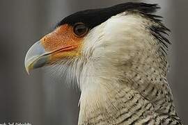 Caracara huppé