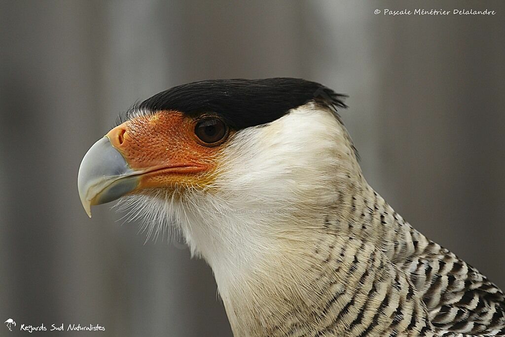 Crested Caracara