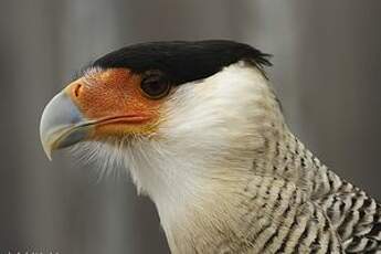 Caracara huppé