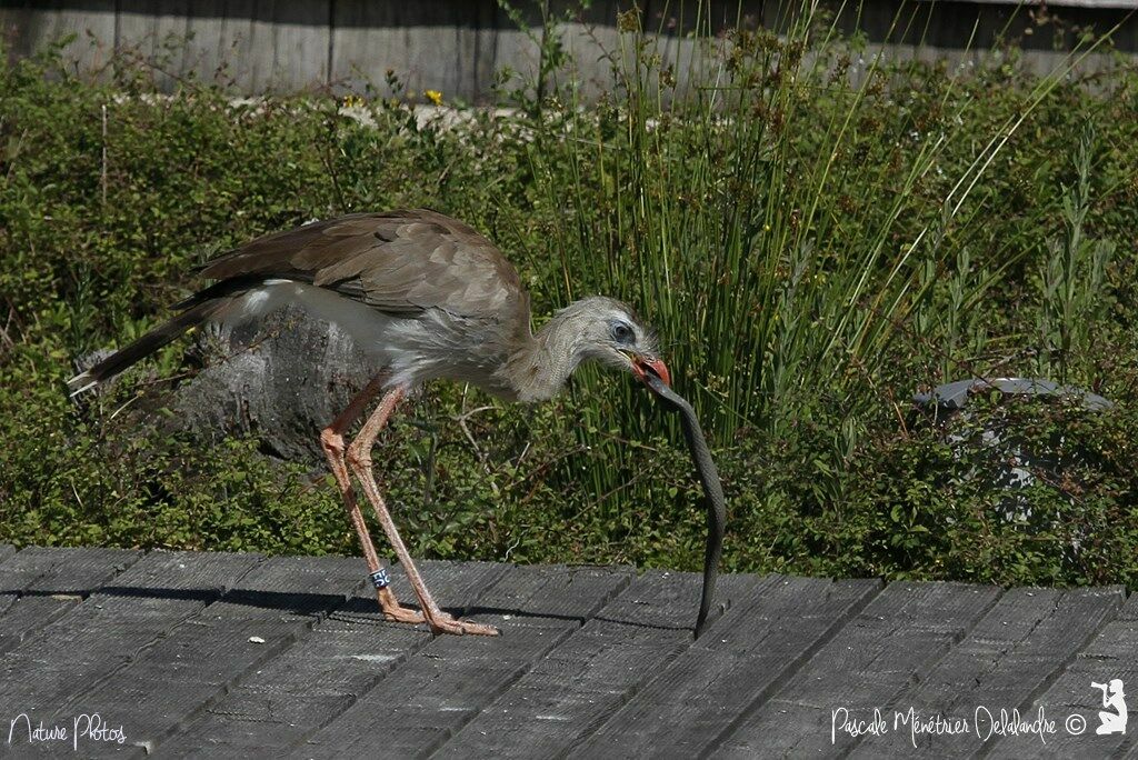 Red-legged Seriema