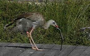 Red-legged Seriema