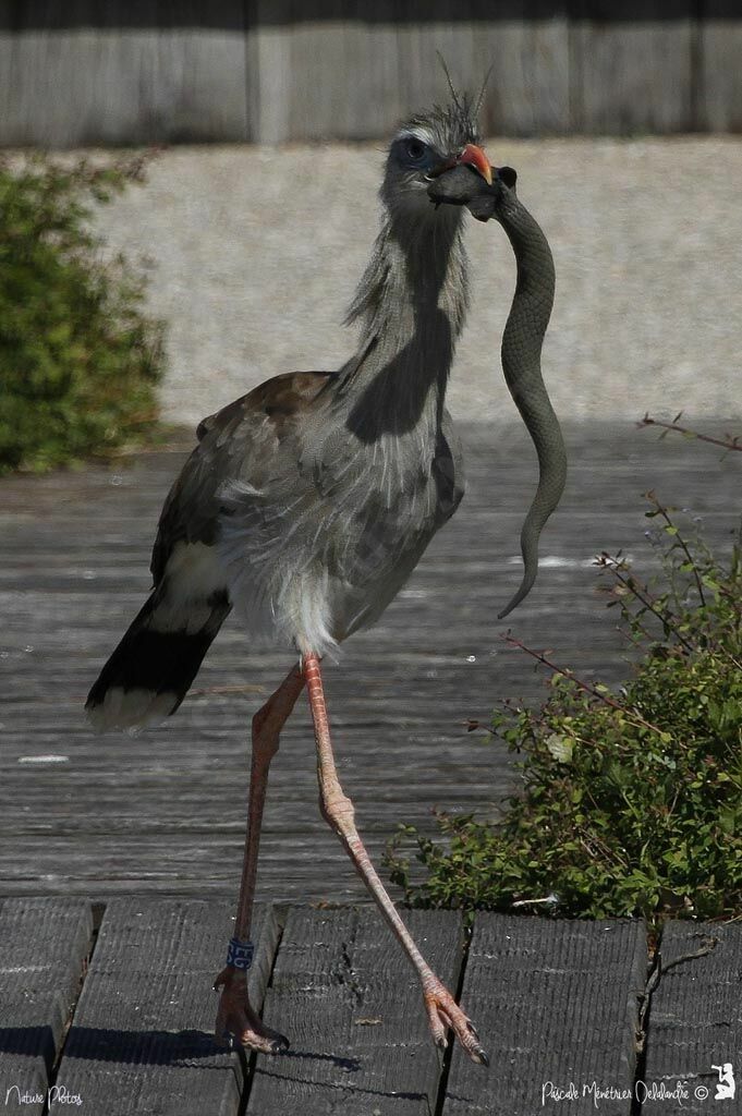 Red-legged Seriema