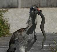 Red-legged Seriema