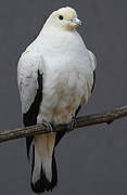 Pied Imperial Pigeon