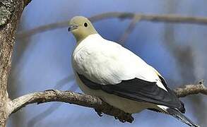 Pied Imperial Pigeon