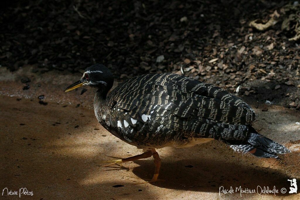 Sunbittern