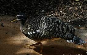 Sunbittern