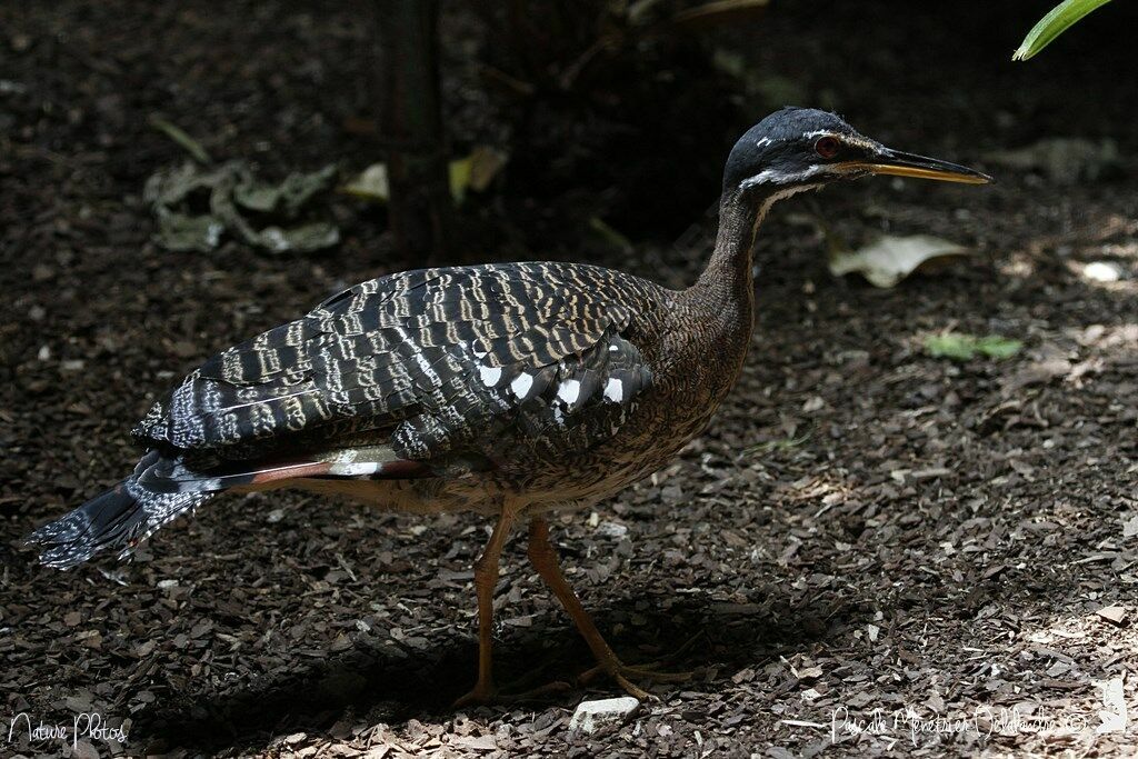 Sunbittern