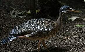 Sunbittern