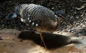 Sunbittern