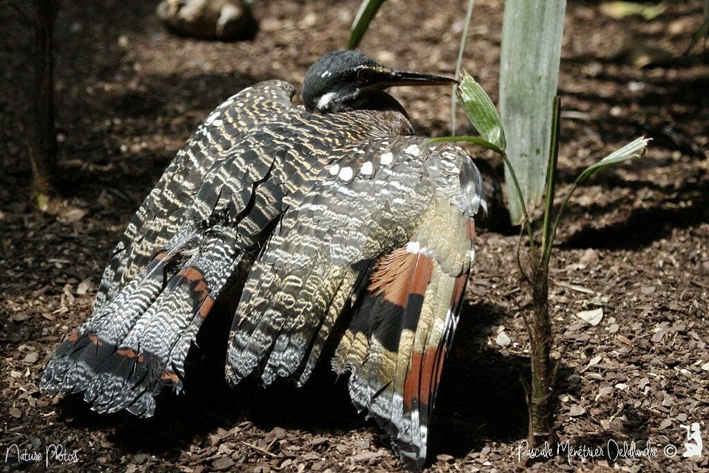 Sunbittern