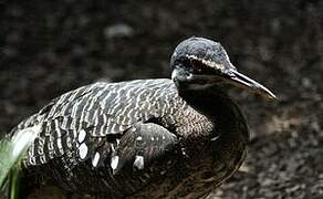 Sunbittern