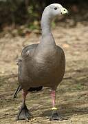 Cape Barren Goose