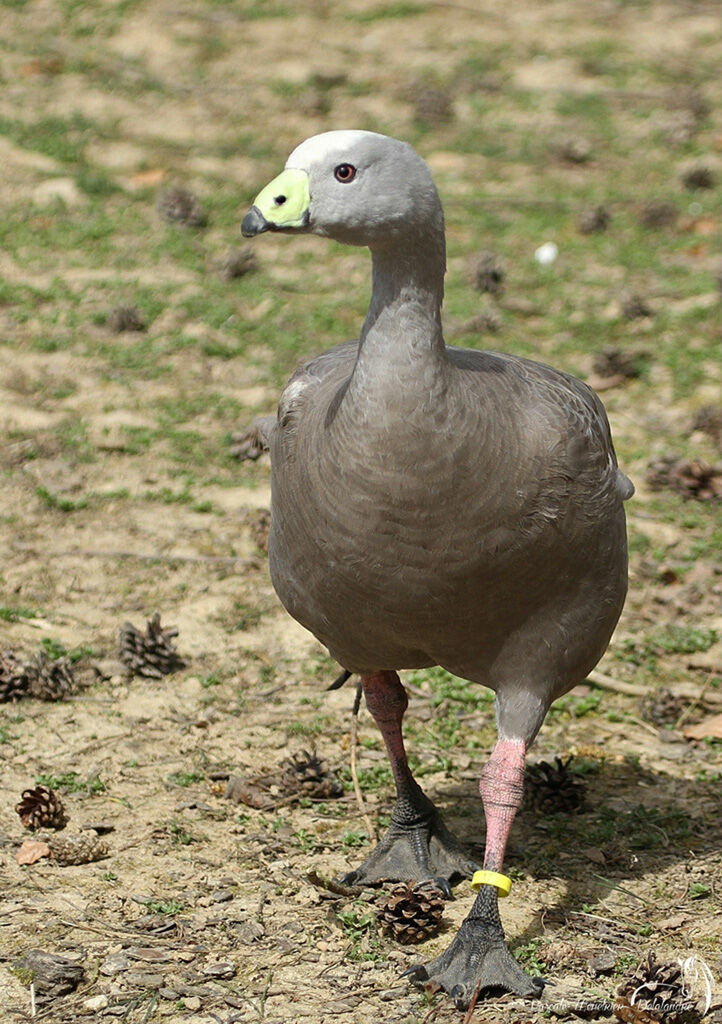 Cape Barren Goose