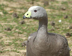 Cape Barren Goose