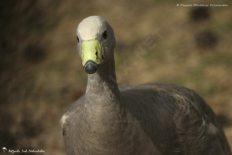 Cape Barren Goose