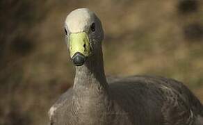 Cape Barren Goose