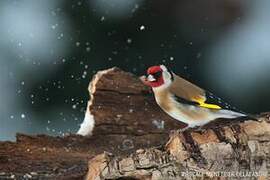 European Goldfinch