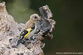 European Goldfinch