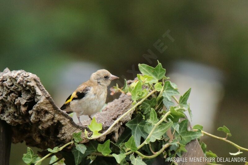 European Goldfinchjuvenile