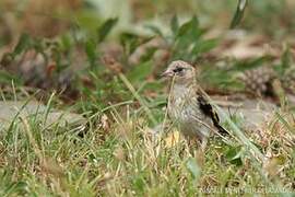 European Goldfinch