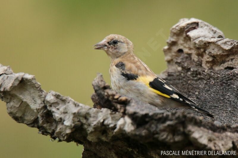 European Goldfinchjuvenile