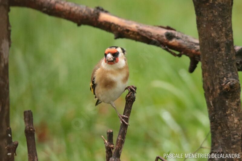 European Goldfinchadult