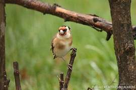 European Goldfinch