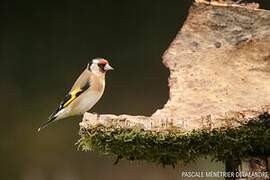 European Goldfinch