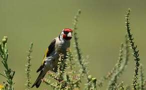 European Goldfinch