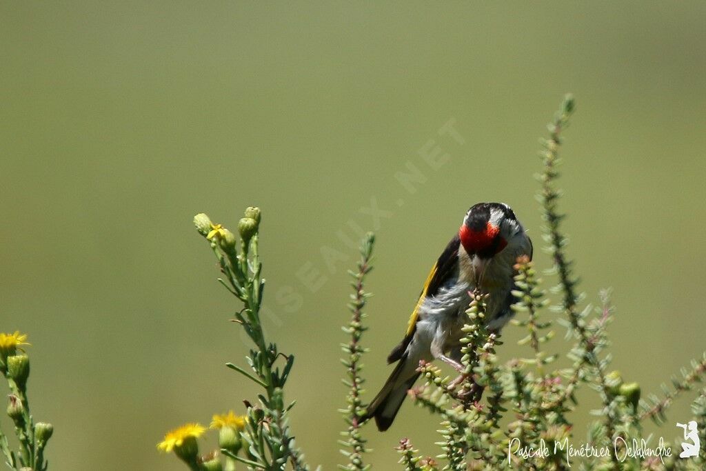 Chardonneret élégant mâle