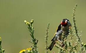 European Goldfinch