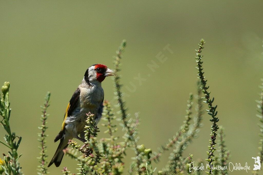 Chardonneret élégant mâle